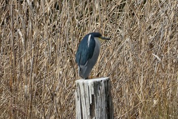 Black-crowned Night Heron Ukima Park Sun, 2/19/2023