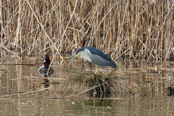 Black-crowned Night Heron Ukima Park Sun, 2/19/2023