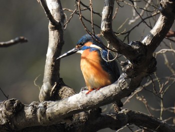 Common Kingfisher 井頭公園 Sat, 2/18/2023