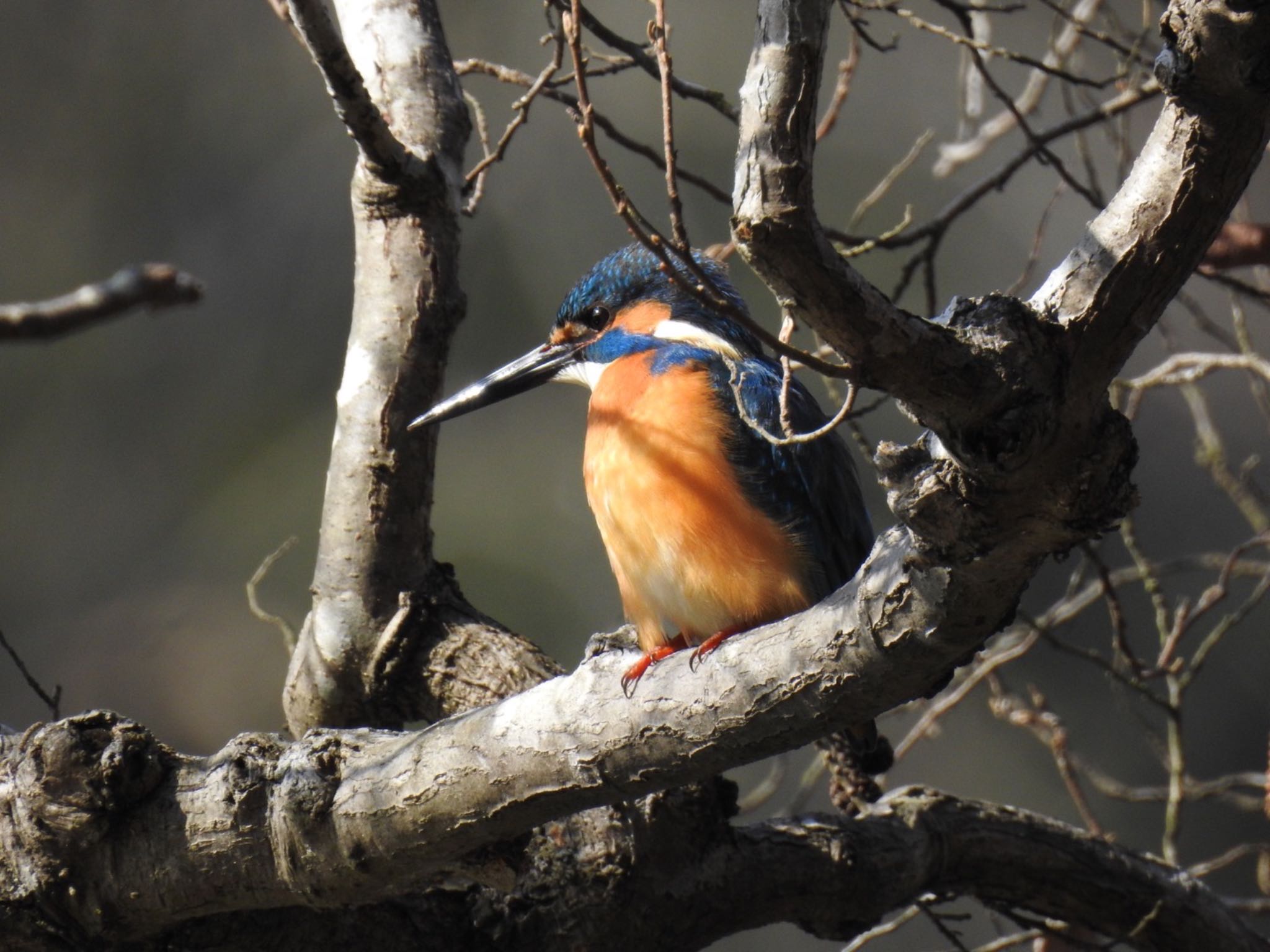 Photo of Common Kingfisher at 井頭公園 by rin