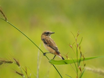 2020年9月22日(火) 愛知県愛西市立田町の野鳥観察記録