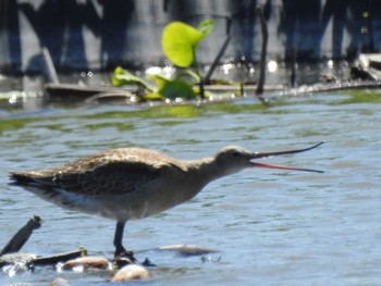 2020年9月27日(日) 愛知県愛西市立田町の野鳥観察記録