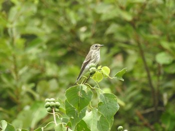 2020年10月4日(日) 祖父江ワイルドネイチャー緑地の野鳥観察記録