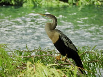 アメリカヘビウ Lake Eola Park 2022年6月27日(月)