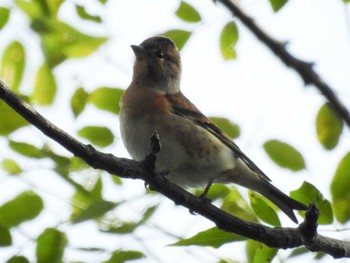 2020年11月1日(日) 祖父江ワイルドネイチャー緑地の野鳥観察記録