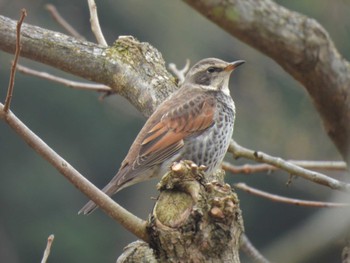 Dusky Thrush 二見町 Sun, 2/19/2023