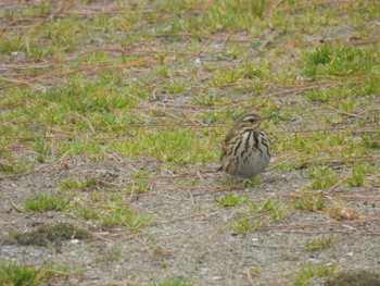 Olive-backed Pipit 大淀町 Sun, 2/19/2023