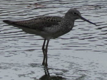 Marsh Sandpiper Yoron Island Sat, 4/21/2018