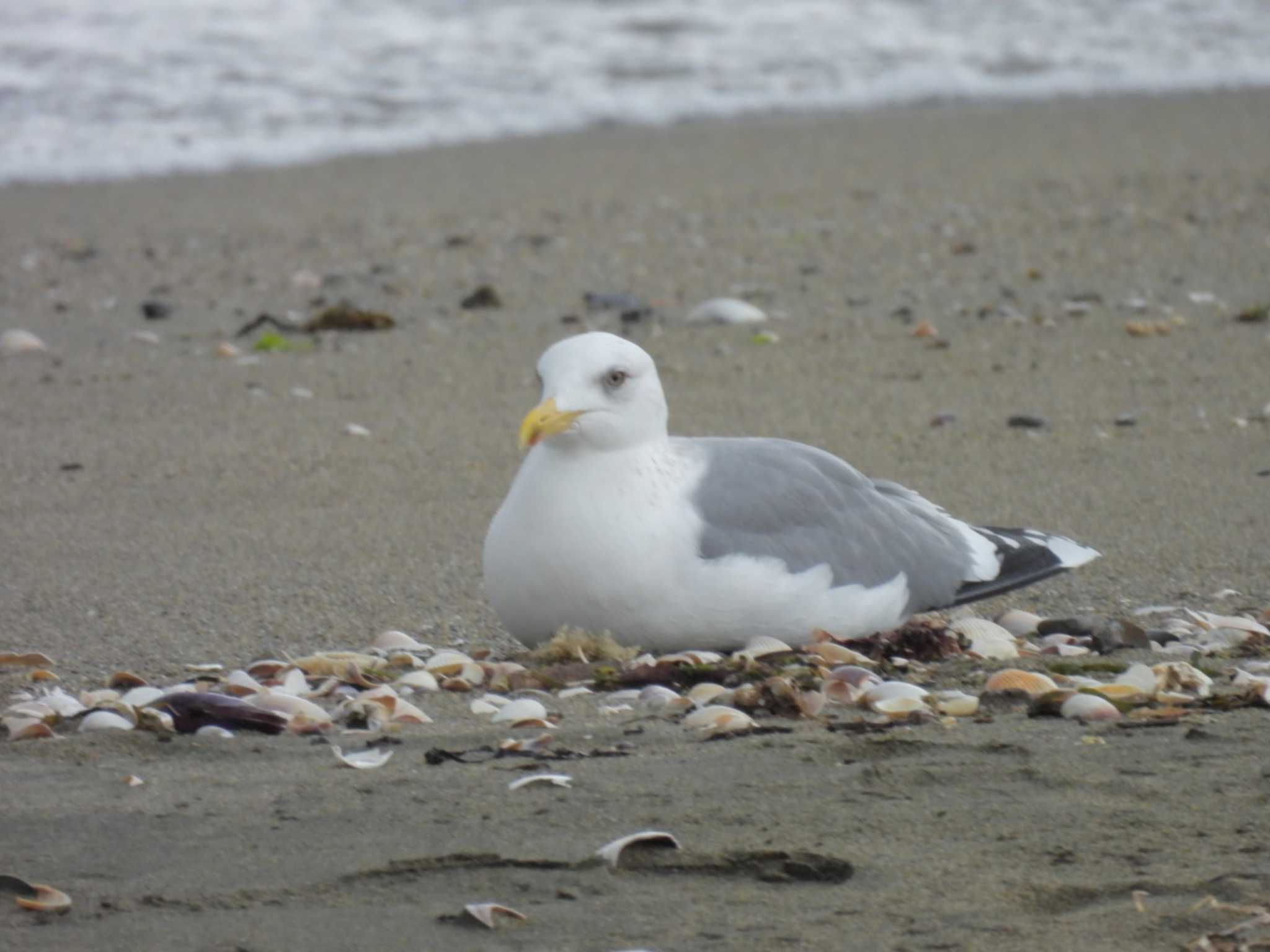 Photo of Vega Gull at 大淀町 by aquilla