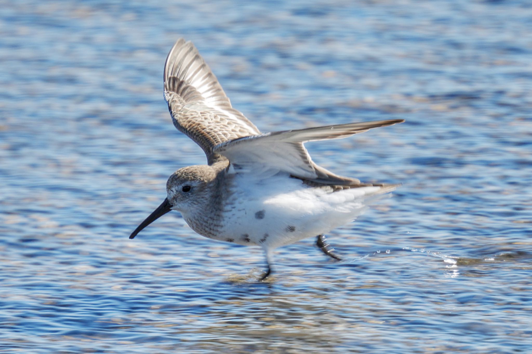 Dunlin