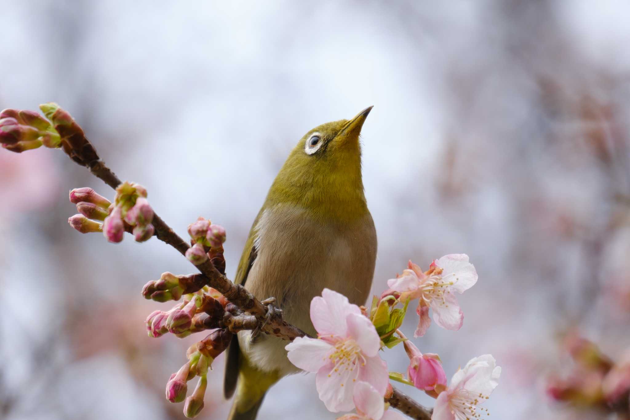 Warbling White-eye