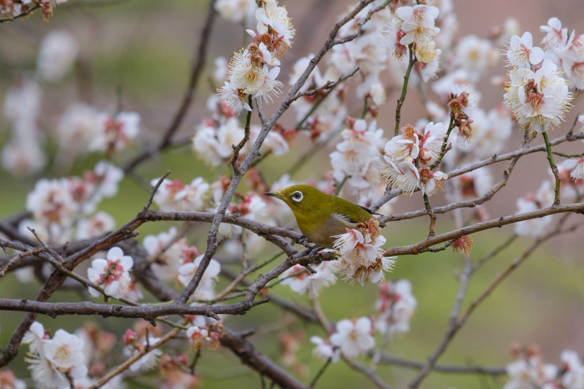 Warbling White-eye