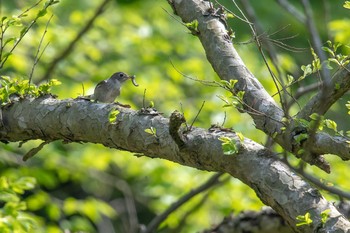 Asian Brown Flycatcher 烏原貯水池 Sun, 4/22/2018