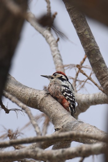 White-backed Woodpecker(subcirris) Tomakomai Experimental Forest Sat, 2/18/2023