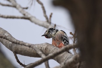 White-backed Woodpecker(subcirris) Tomakomai Experimental Forest Sat, 2/18/2023