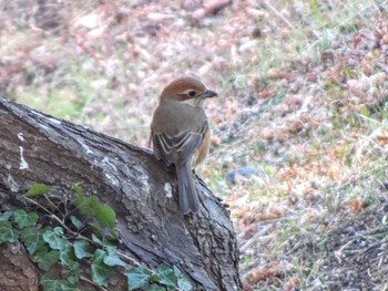 2023年2月18日(土) 近所の公園の野鳥観察記録