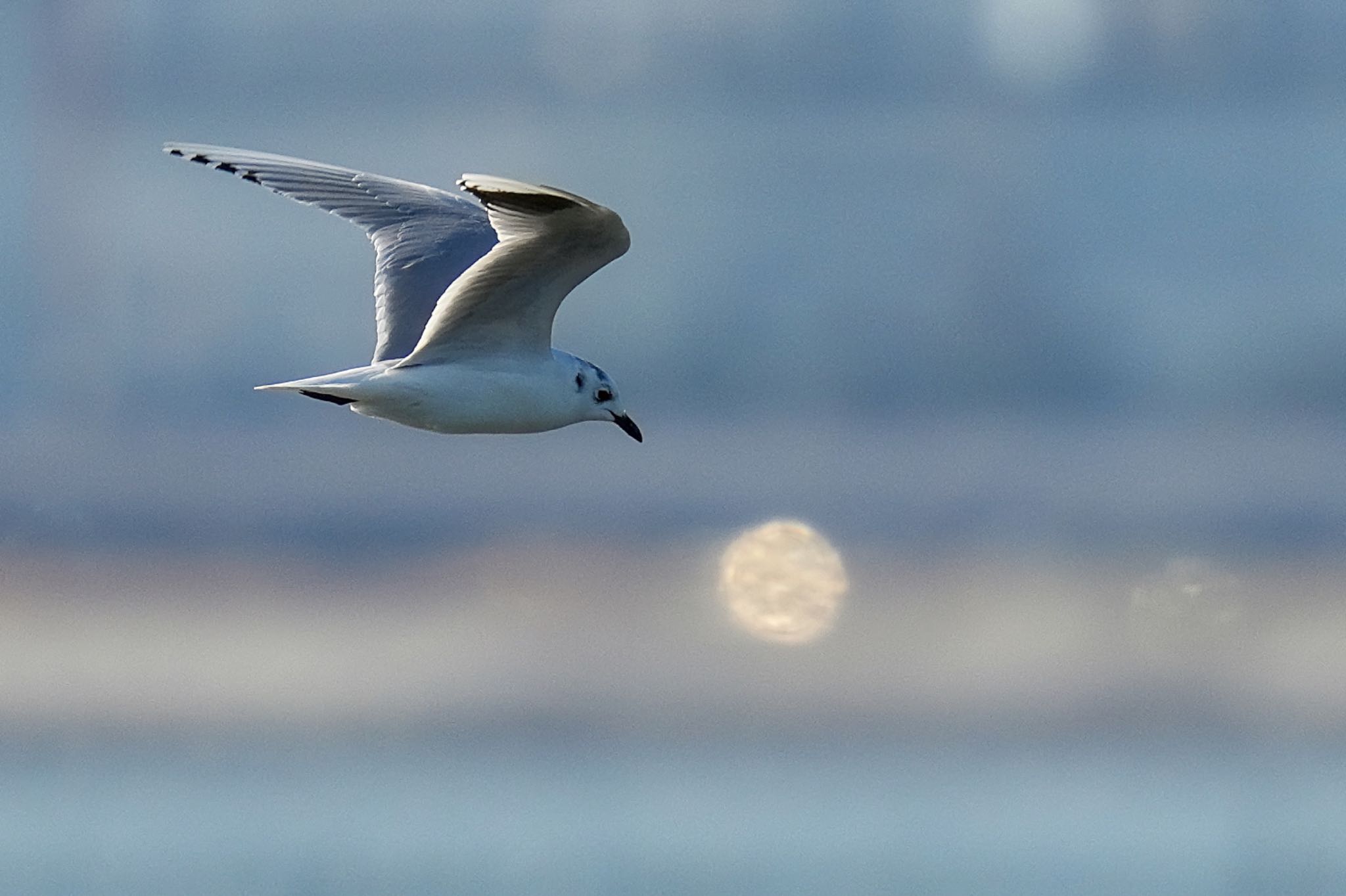 Saunders's Gull