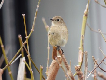 2023年2月19日(日) 地元の野鳥観察記録