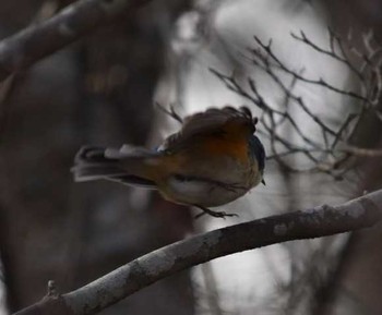 Red-flanked Bluetail Arima Fuji Park Thu, 1/4/2018