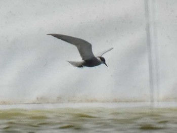 Whiskered Tern Yoron Island Fri, 4/27/2018