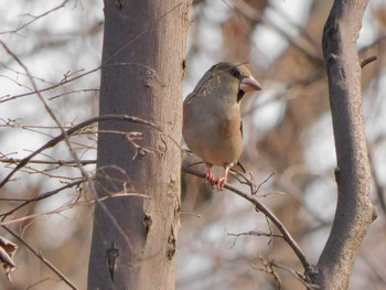 2023年2月19日(日) 東松山市の野鳥観察記録