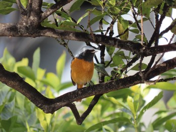 Daurian Redstart 多摩川 Sun, 2/12/2023