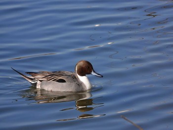 Northern Pintail 越辺川(埼玉県川島町) Fri, 2/17/2023