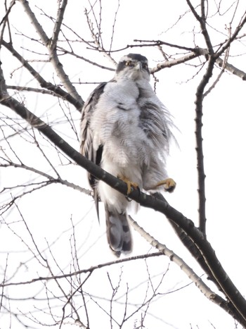 2023年2月19日(日) 秋ヶ瀬公園の野鳥観察記録