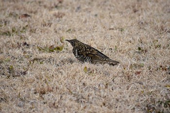 トラツグミ 三木総合防災公園 2018年1月27日(土)