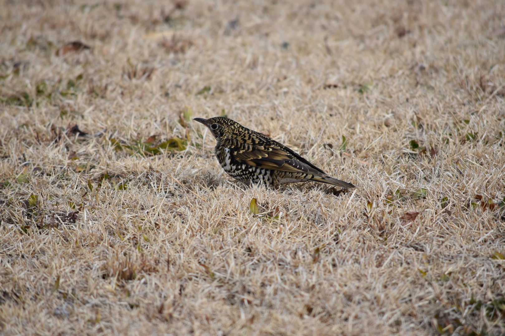 三木総合防災公園 トラツグミの写真 by Shunsuke Hirakawa