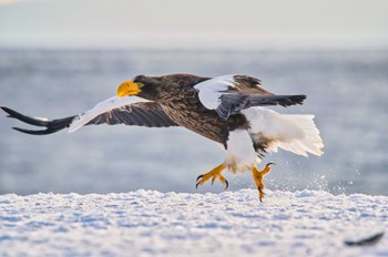 Steller's Sea Eagle 羅臼ネイチャークルーズ Fri, 2/17/2023