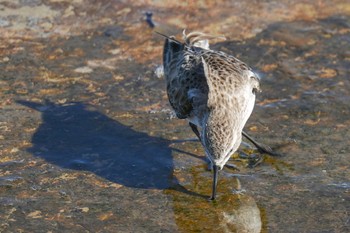 Little Stint 日の出三番瀬沿い緑道 Sat, 1/28/2023