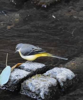 Grey Wagtail 三木市志染町大谷 Tue, 1/2/2018