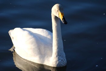 Whooper Swan 古徳沼 Wed, 2/15/2023