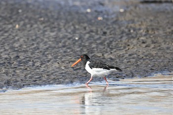 ミヤコドリ ふなばし三番瀬海浜公園 2023年2月18日(土)