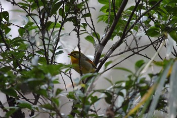 Red-billed Leiothrix Arima Fuji Park Sat, 1/20/2018