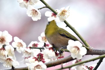 Warbling White-eye 都内市街地 Sun, 2/19/2023