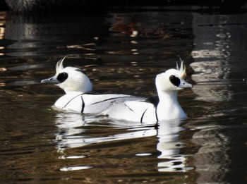 Smew 井頭公園 Sat, 2/18/2023