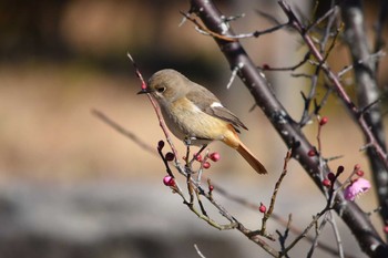 Daurian Redstart 三木総合防災公園 Sun, 2/12/2017