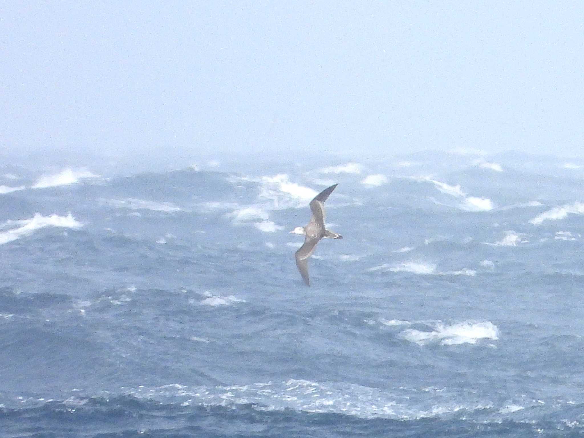 Streaked Shearwater