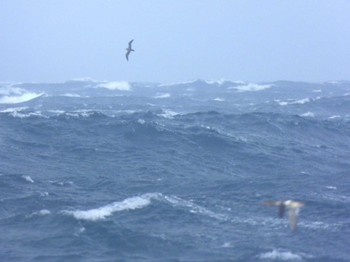 Streaked Shearwater 城ヶ島 Sun, 2/19/2023