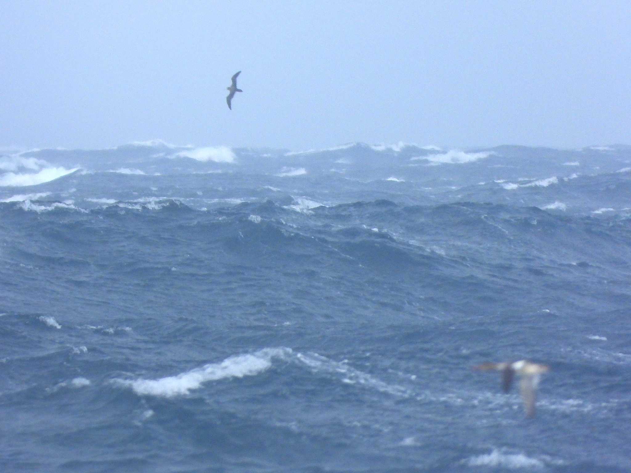 Streaked Shearwater