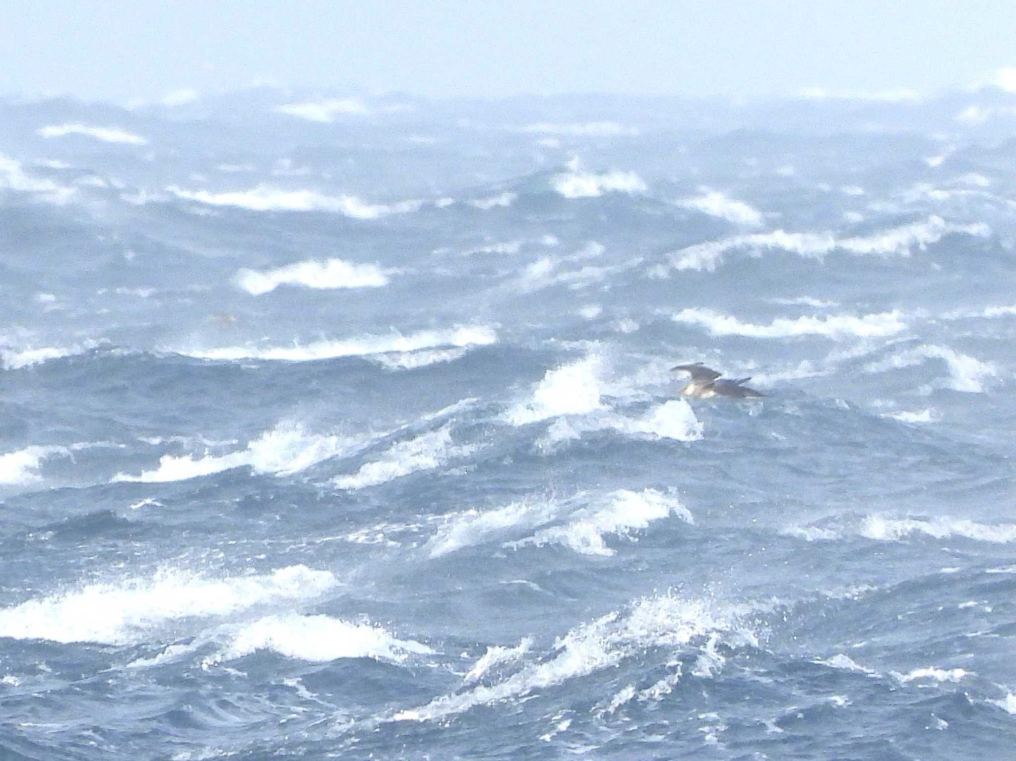 Photo of Pomarine Jaeger at 城ヶ島 by ア