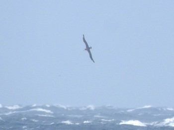 Black-footed Albatross 城ヶ島 Sun, 2/19/2023