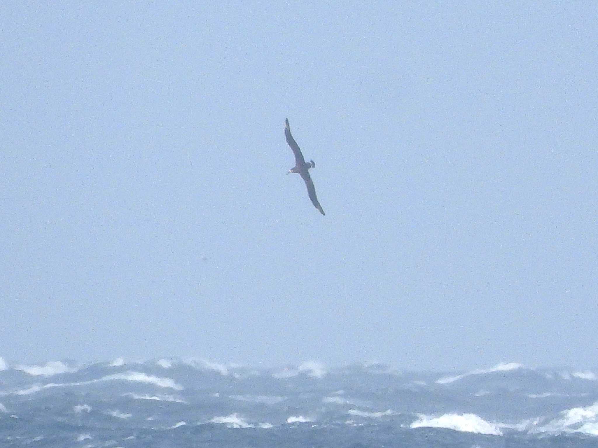 Black-footed Albatross