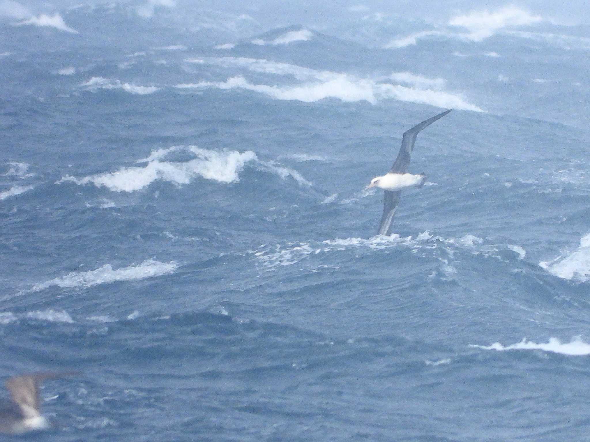 Laysan Albatross