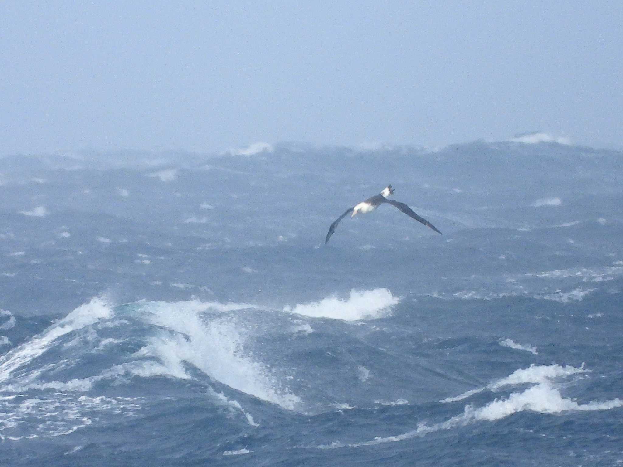 Laysan Albatross