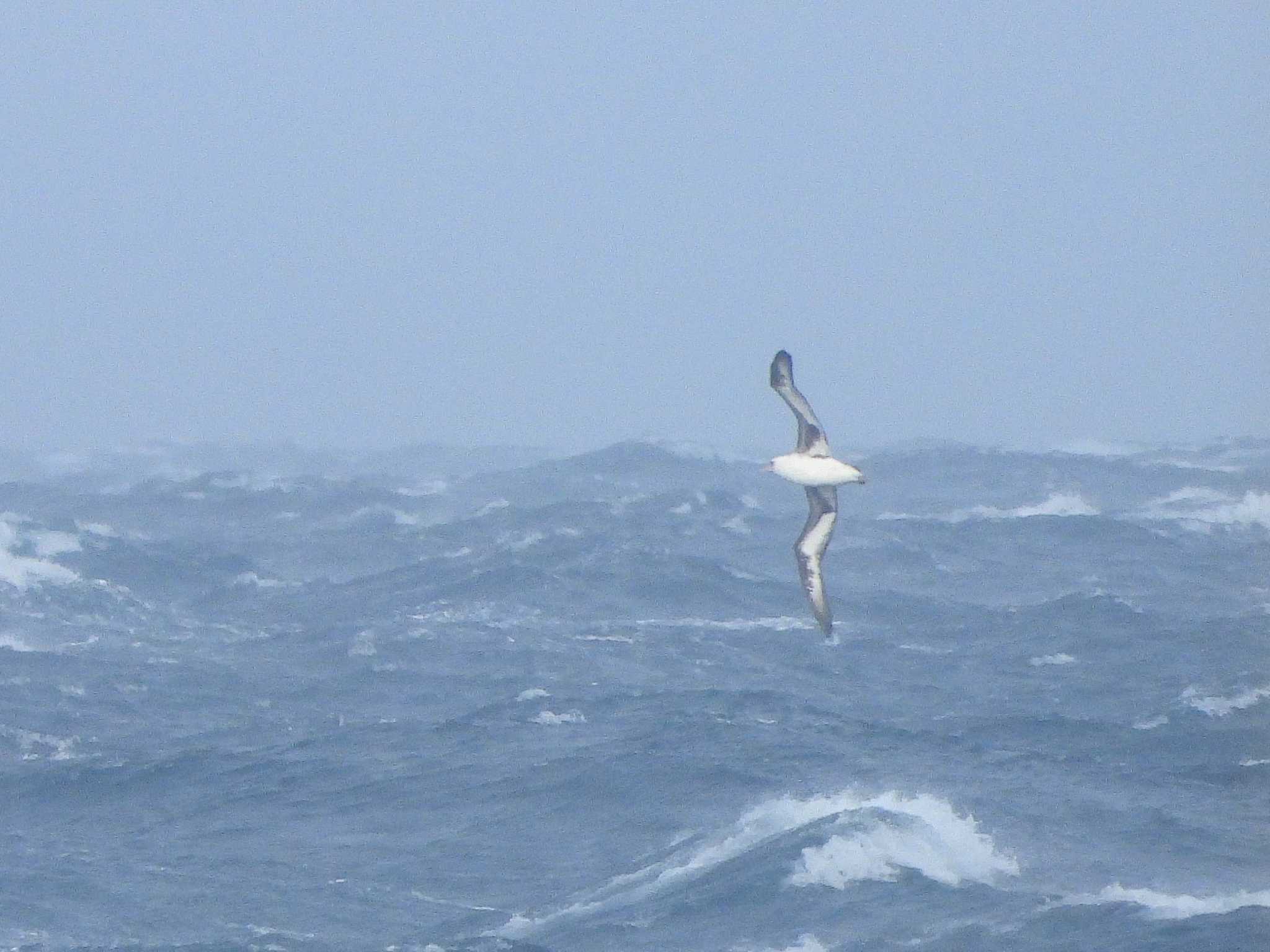 Laysan Albatross