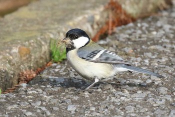 Japanese Tit 北海道 函館市 東山 Fri, 4/27/2018