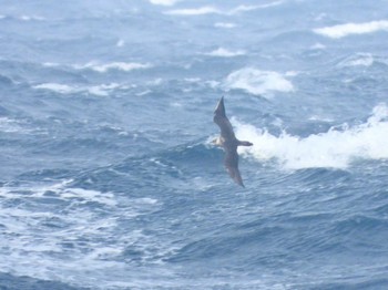 Pomarine Jaeger 城ヶ島 Sun, 2/19/2023